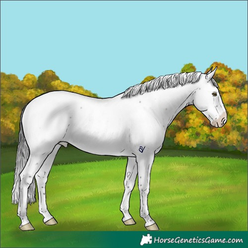 Horse Color:Brown Roan Splash Rabicano 