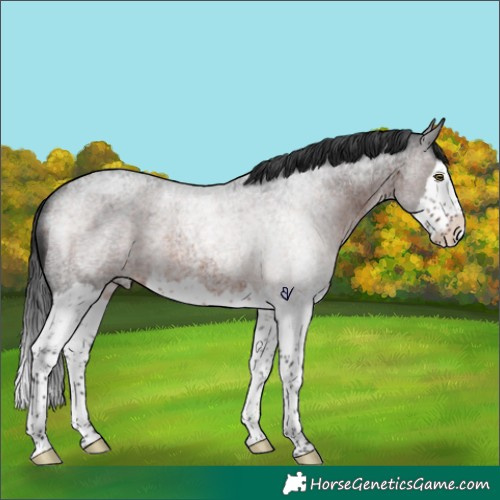 Horse Color:Brown Roan Splash Rabicano 