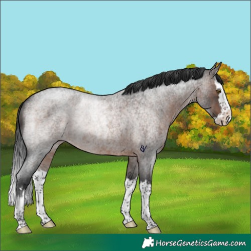 Horse Color:Brown Roan Splash Rabicano 