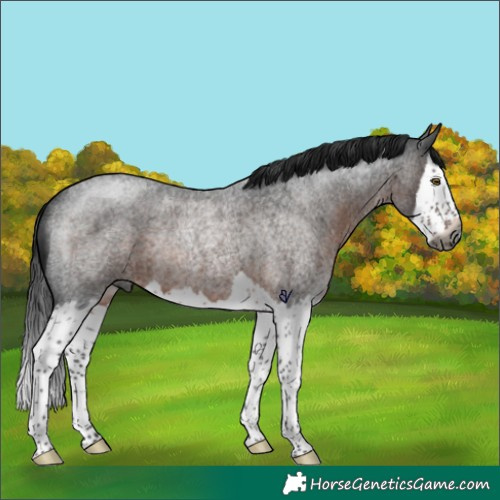 Horse Color:Gray Brown Roan Splash Rabicano 