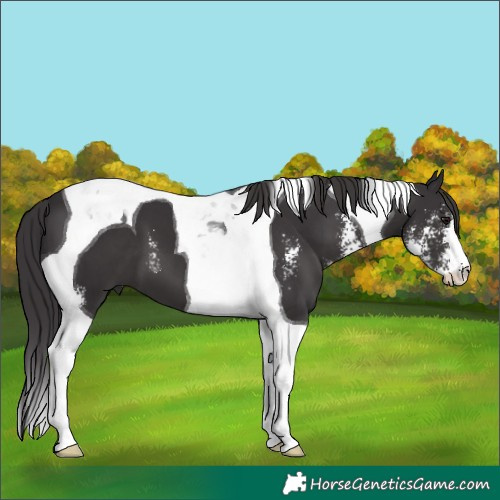 Horse Color:Smoky Black Sabino Tobiano 