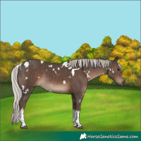 Horse Color:White Spotted Silver Black Tobiano 