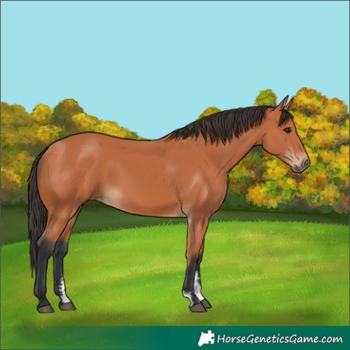 Horse Color:Bay Sabino 
