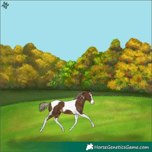 Horse Color:Chocolate Palomino Splash Tobiano 