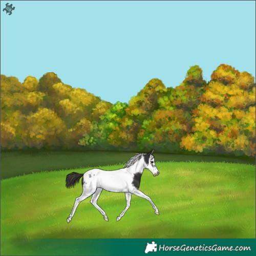 Horse Color:Liver Chestnut Splash Tobiano Frame 