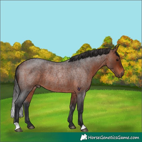 Horse Color:Bay Roan Rabicano 