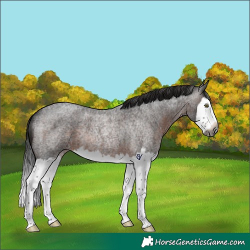Horse Color:Gray Brown Roan Splash Rabicano 
