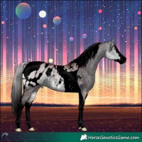Horse Color:Void Chocolate Buckskin Chinchilla Dun Splash Tobiano Appaloosa Rabicano
