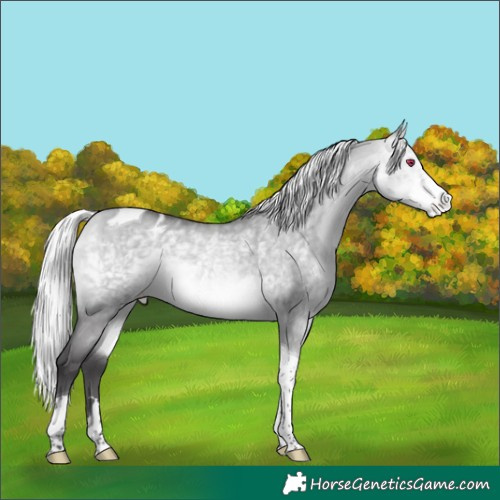 Horse Color:Silver Buckskin Chinchilla Dun Tobiano Appaloosa 