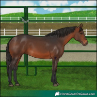 Horse Color:Brown 