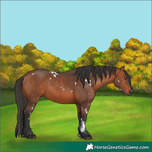 Horse Color:White Spotted Bay Sabino 