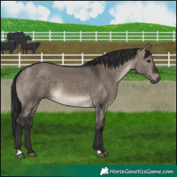 Horse Color:Brown Dun 