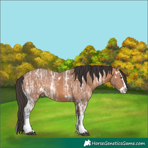 Horse Color:Unknown 