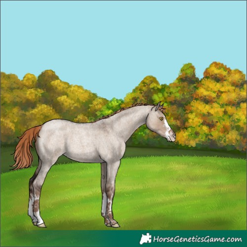 Horse Color:Unknown 