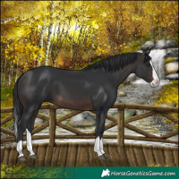 Horse Color:Brown Splash