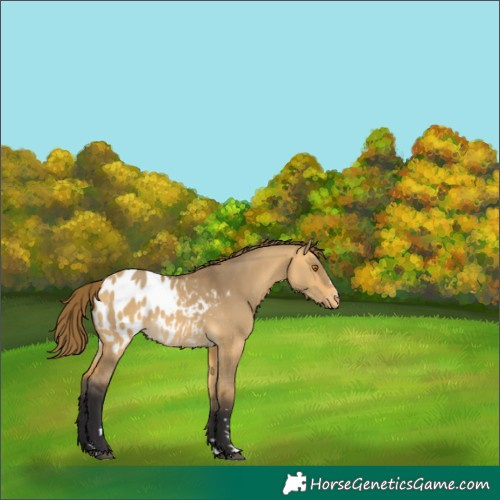 Horse Color:Buckskin Dun Appaloosa 