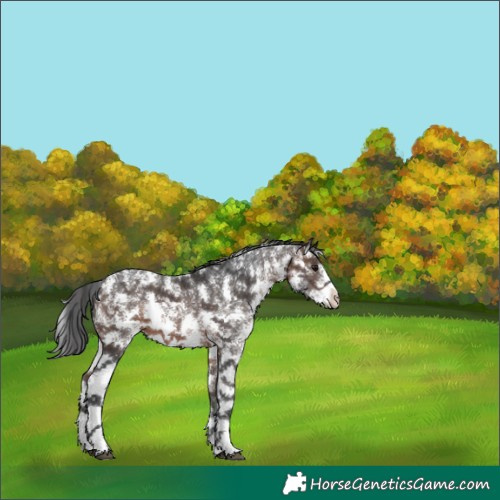 Horse Color:Brown Sabino 