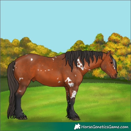 Horse Color:White Spotted Bay 