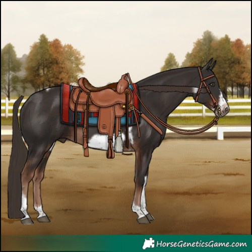 Horse Color:Liver Chestnut Sabino Tobiano Frame 