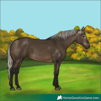 Horse Color:Gray Silver Brown Dun