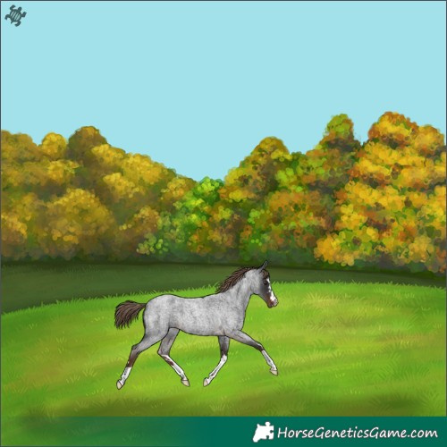 Horse Color:Liver Red Roan 