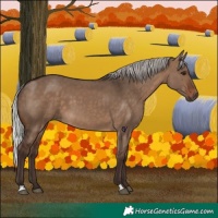 Horse Color:Silver Brown Dun 