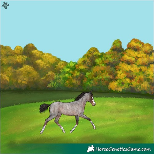 Horse Color:Liver Red Roan 