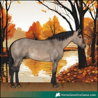 Horse Color:Brown Dun 