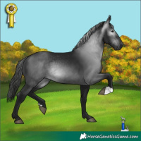 Horse Color:Gray Black 