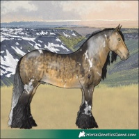 Horse Color:White Spotted Buckskin Dun Brindle 