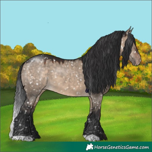 Horse Color:Brown Dun Appaloosa 