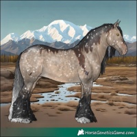 Horse Color:Brown Dun Appaloosa 