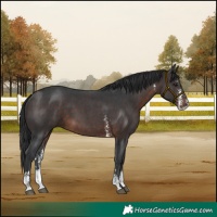 Horse Color:Brown Sabino 