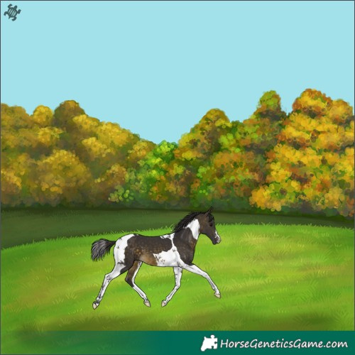 Horse Color:Buckskin Tobiano 