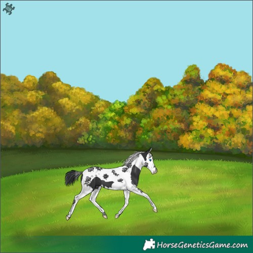 Horse Color:Black Splash Tobiano 