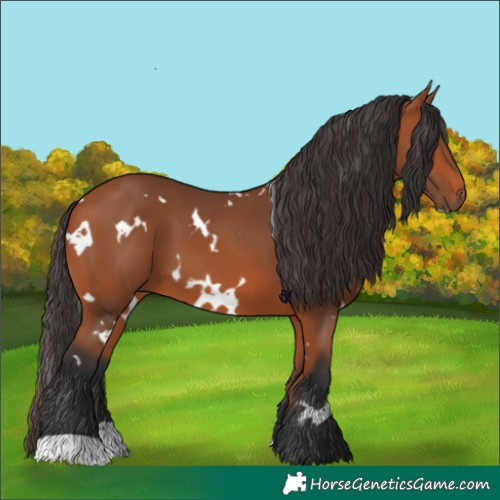Horse Color:White Spotted Bay 