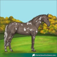 Horse Color:White Spotted Silver Black 