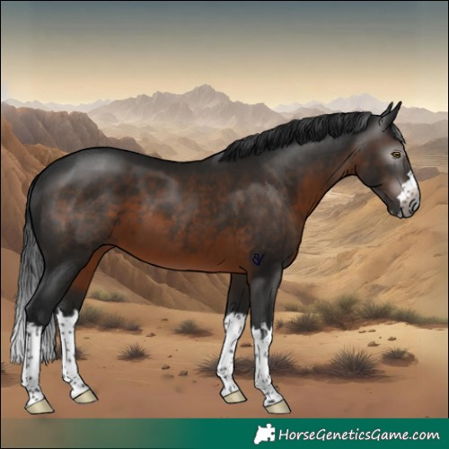 Horse Color:Gray Brown Splash Rabicano 