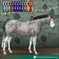 Horse Color:Gray Brown Roan Splash Rabicano 
