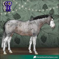 Horse Color:Gray Brown Roan Splash Rabicano