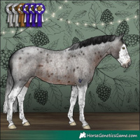 Horse Color:Gray Brown Roan Splash Rabicano 