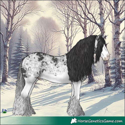 Horse Color:Black Ice Splash 
