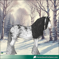 Horse Color:Black Ice Splash 