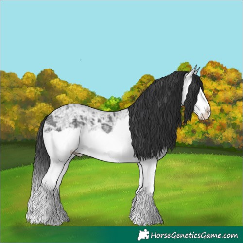 Horse Color:Black Ice Splash 
