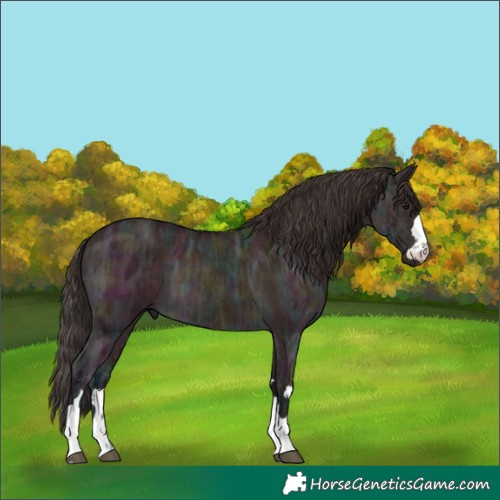 Horse Color:Midnight Bay Ice Dun Rabicano 