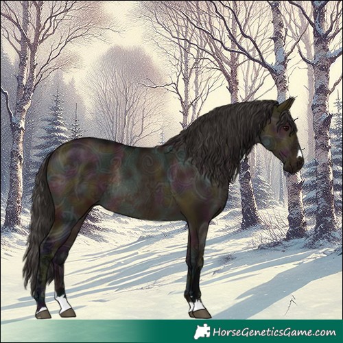 Horse Color:Midnight Bay Ice Dun Rabicano