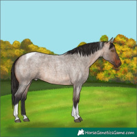 Horse Color:Bay Roan Dun Tobiano Rabicano