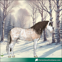 Horse Color:Amber Champagne Ice Splash 