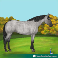Horse Color:Grullo Roan Rabicano 