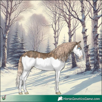 Horse Color:Gold Champagne Ice Splash Rabicano